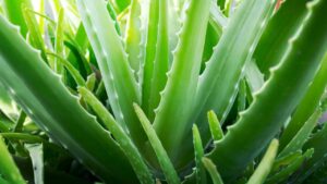 Quali sono i benefici dell’aloe vera e perché dovresti usarla