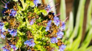 Vuoi attirare le api nel tuo giardino? Allora devi avere questa pianta