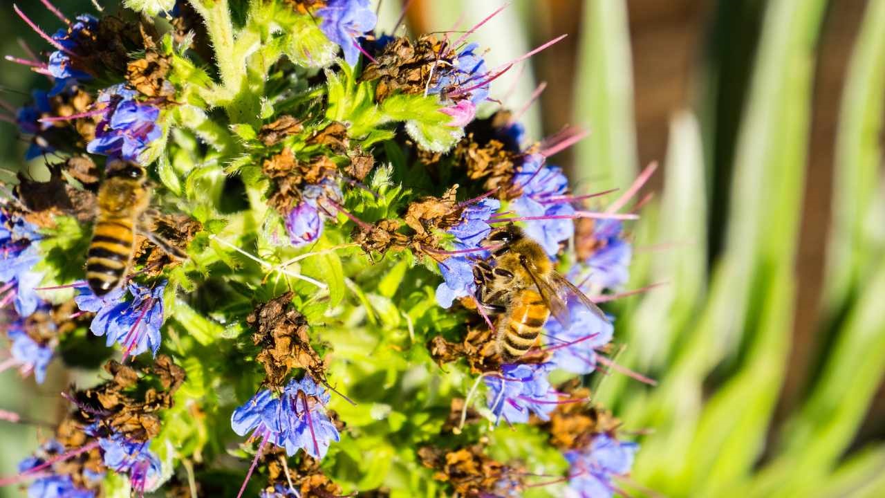 api giardino
