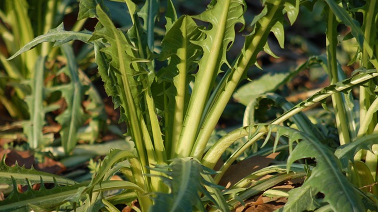 cicoria asparago