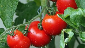 Con questo concime fai da te, i tuoi pomodori faranno invidia a tutti