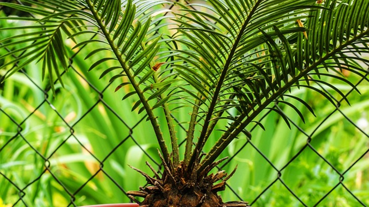 pianta tropicale