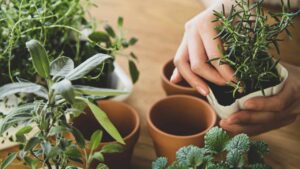 Quali sono le erbe aromatiche da coltivare ad aprile in casa o sul balcone