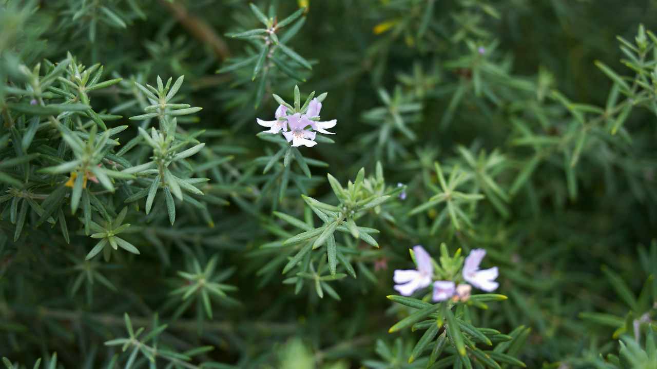 Westringia fruticosa