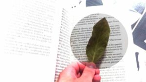Foglie di alloro sugli scaffali e nei libri: perché lo fanno tutti? Il motivo è sorprendente