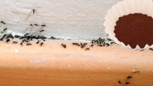 6 rimedi naturali per evitare l’invasione di formiche (io ho provato il numero 5)