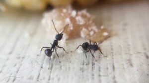 Un metodo tutto naturale per evitare l’invasione delle formiche