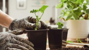 Geranio per il tuo balcone: da una sola pianta potrai ricavarne quante ne vuoi! Ti dico quello che devi fare