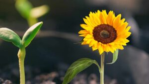 È questo è il periodo giusto per piantare i girasoli