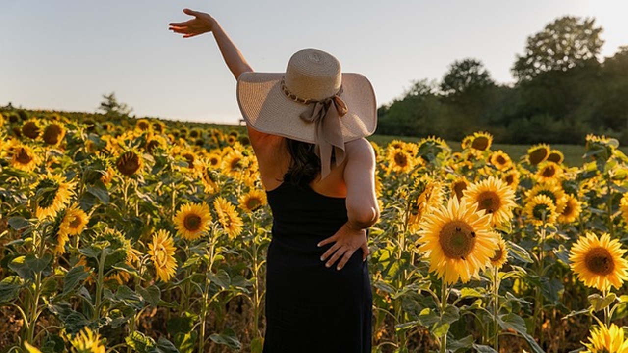 campo di girasoli