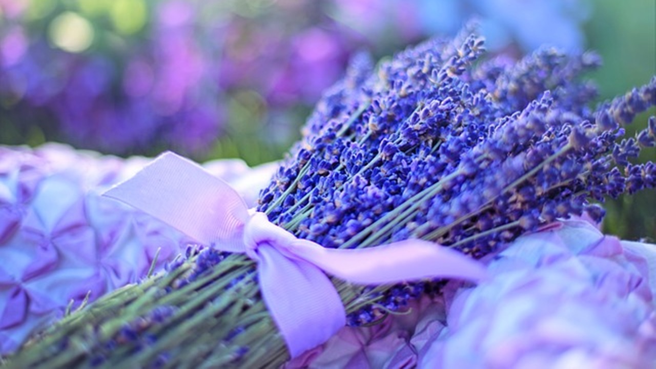 fiori di lavanda