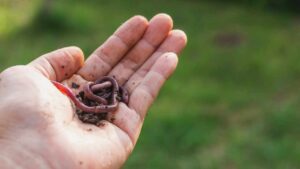 Problemi di lombrichi in giardino? Puoi risolvere così