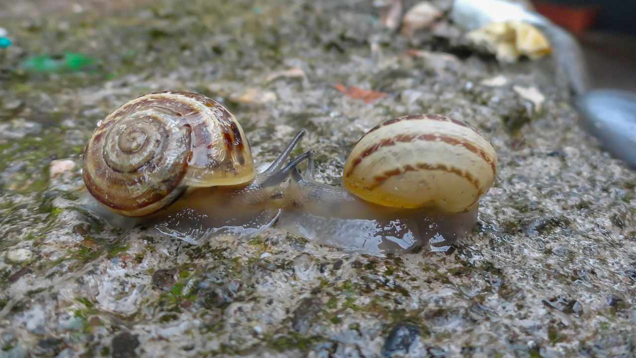 molluschi