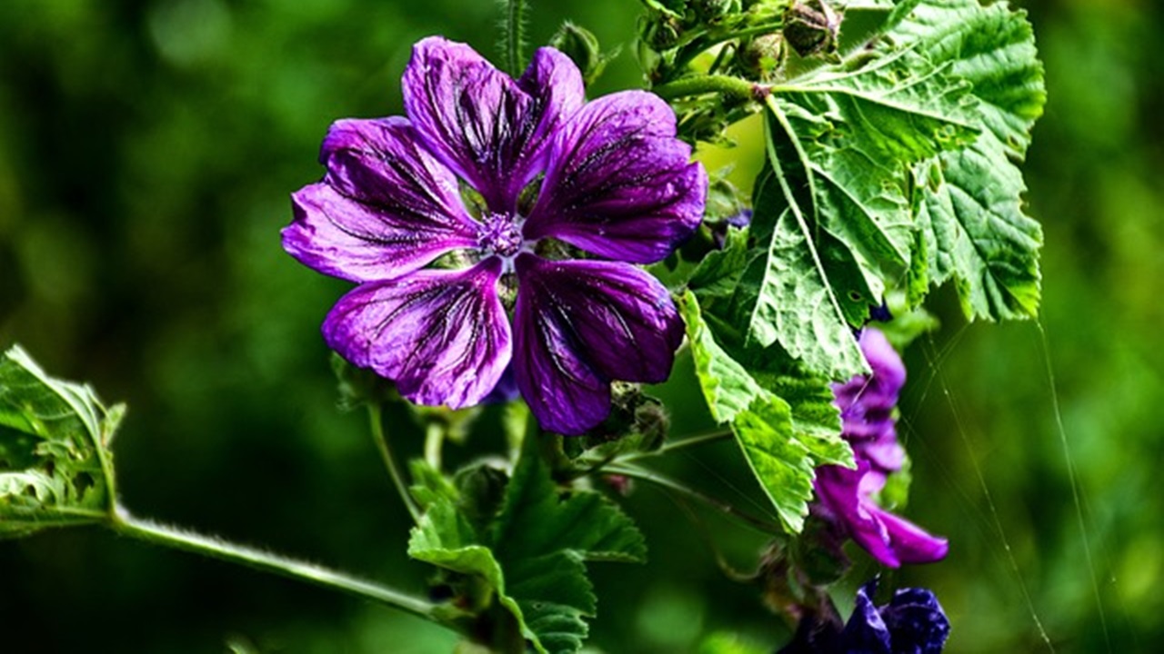 fiore di malva