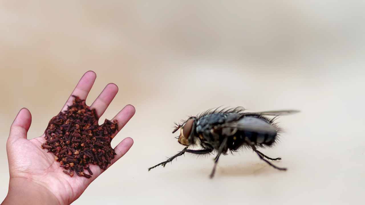 insectos
