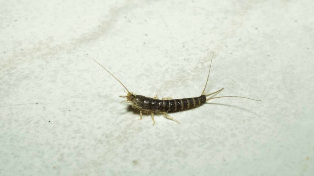 Pesciolini d’argento in casa? Potrebbe essere colpa tua! Ecco i comportamenti che dovresti evitare
