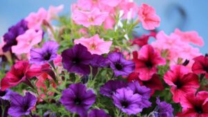 La petunia ha bisogno di sole o ombra? Tutto quello che dovresti sapere