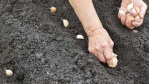 Quando va piantato l’aglio? Risponde il giardiniere