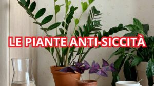 Le chiamano piante anti-siccità, perché puoi anche dimenticare di annaffiarle: ecco quali sono