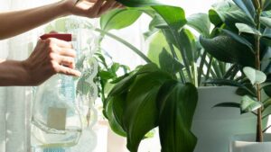 Irrigare le piante in vaso: sono questi i segreti del pollice verde