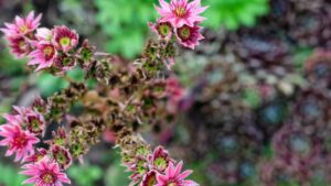 Le piante grasse perenni che rivoluzioneranno il tuo giardino