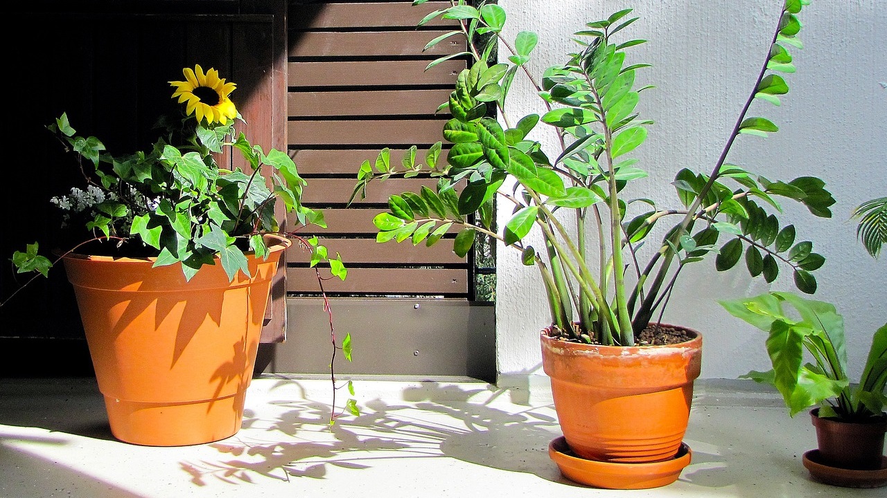 zamioculcas