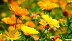10 piante che fungono da repellente naturale per gli insetti