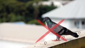 Piccioni sul balcone? Prova a mettere questo sulle ringhiere