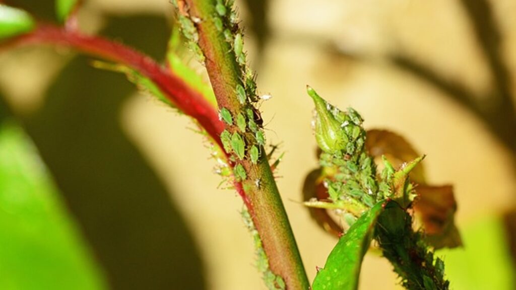 Addio insetti dalle piante del balcone o del giardino, con un solo ingrediente naturale