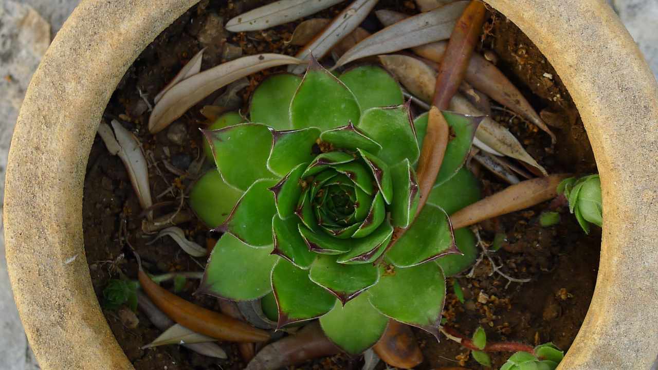succulenta