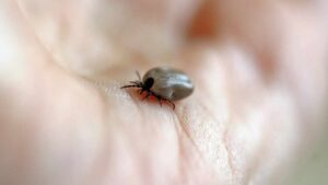 Se hai trovato delle zecche in giardino, usa questi segreti naturali: se ne staranno alla larga