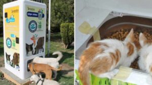 Cibo per animali randagi in cambio di bottiglie e lattine: come funzionano questi distributori automatici