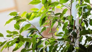 Ficus Benjamin: come avere una pianta lussureggiante in casa