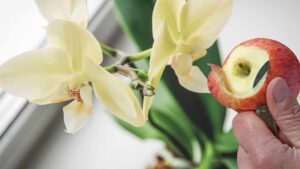 Conosci il trucchetto della mela per un’orchidea piena di fiori?