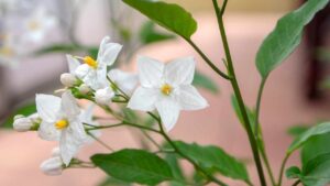 Cosa piantare nel mese di maggio: scopri queste bellissime piante