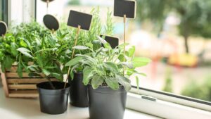 Quali sono i vasi più adatti per le piante aromatiche e come usarli