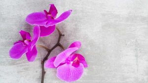 Non gettare il ramo di orchidea, puoi farlo radicare così