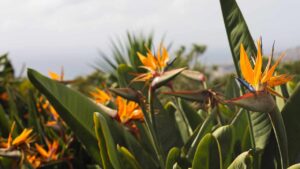 La tua strelitzia non fiorisce? Puoi risolvere il problema in modo semplice