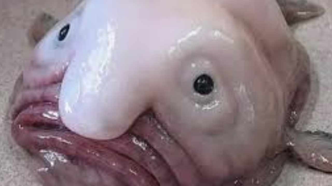 blobfish