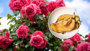 Bucce di banana per fertilizzare le rose: il metodo formidabile