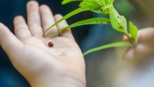 Come attirare tantissime coccinelle nel tuo giardino: sono importantissime