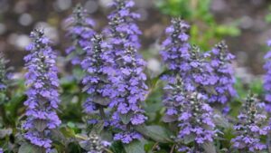 Le piante nemiche delle erbacce per il tuo giardino: non tutti le conoscono