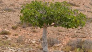 Cosa succede se pianti un albero di fichi nel tuo giardino?