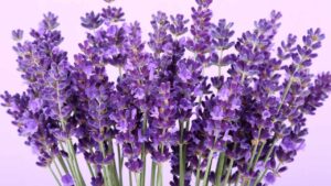 Semi di lavanda: come farli germinare per una fioritura perfetta