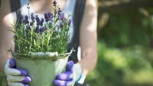 Qual è il momento perfetto per piantare la lavanda sia in vaso che in giardino