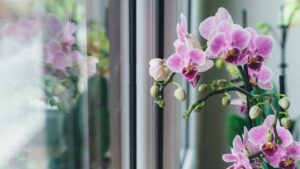 Le mie orchidee sono spettacolari perché ho usato un’antica ricetta della nonna