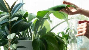 Irrigare le piante in vaso: i segreti del pollice verde