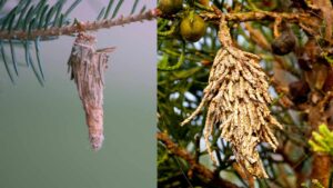 Ti è mai capitato di vedere questo appeso al tuo albero? Faresti meglio a sapere di cosa si tratta