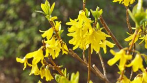 10 piante facili da propagare in estate per talea: il tuo giardino sarà bellissimo