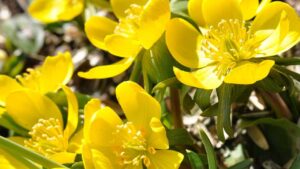 La pianta dalle proprietà magiche: come coltivare in vaso o nel tuo giardino la Potentilla